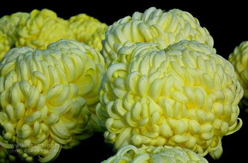 一朵菊花開(kāi)出七種顏色？用手持氣象站促進(jìn)菊花的種植